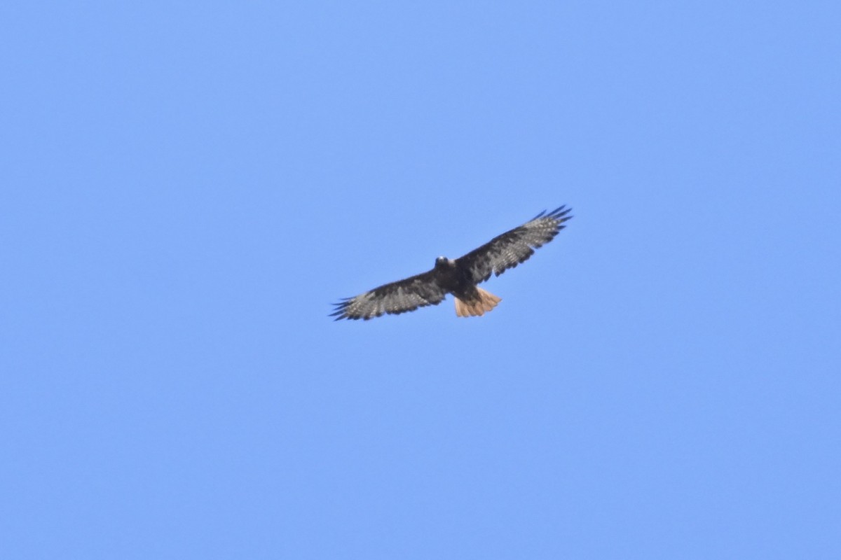 Red-tailed Hawk - ML621226398