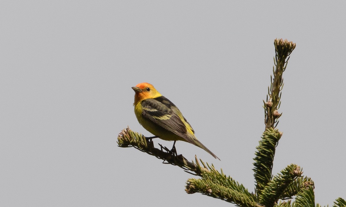Western Tanager - ML621226399