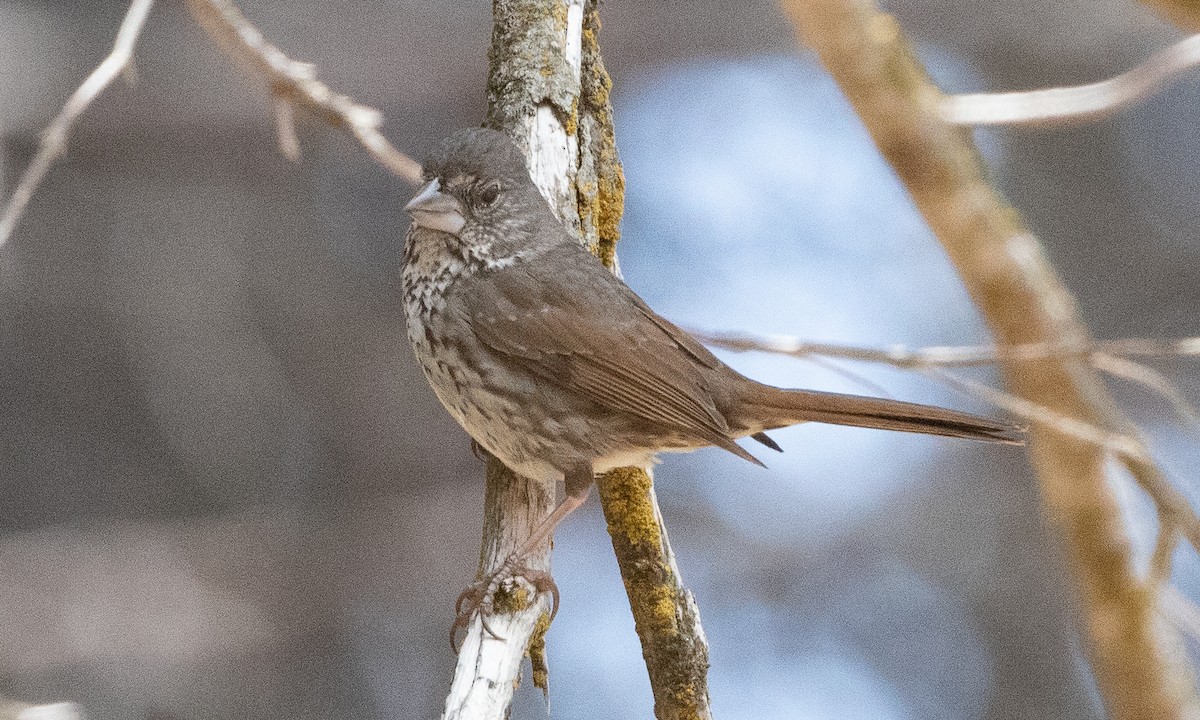 Fox Sparrow (Thick-billed) - ML621226405