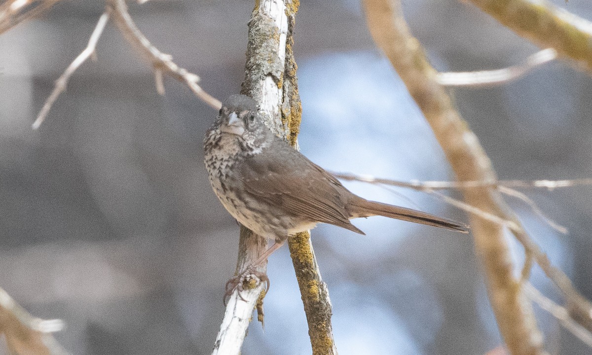 Fox Sparrow (Thick-billed) - ML621226407