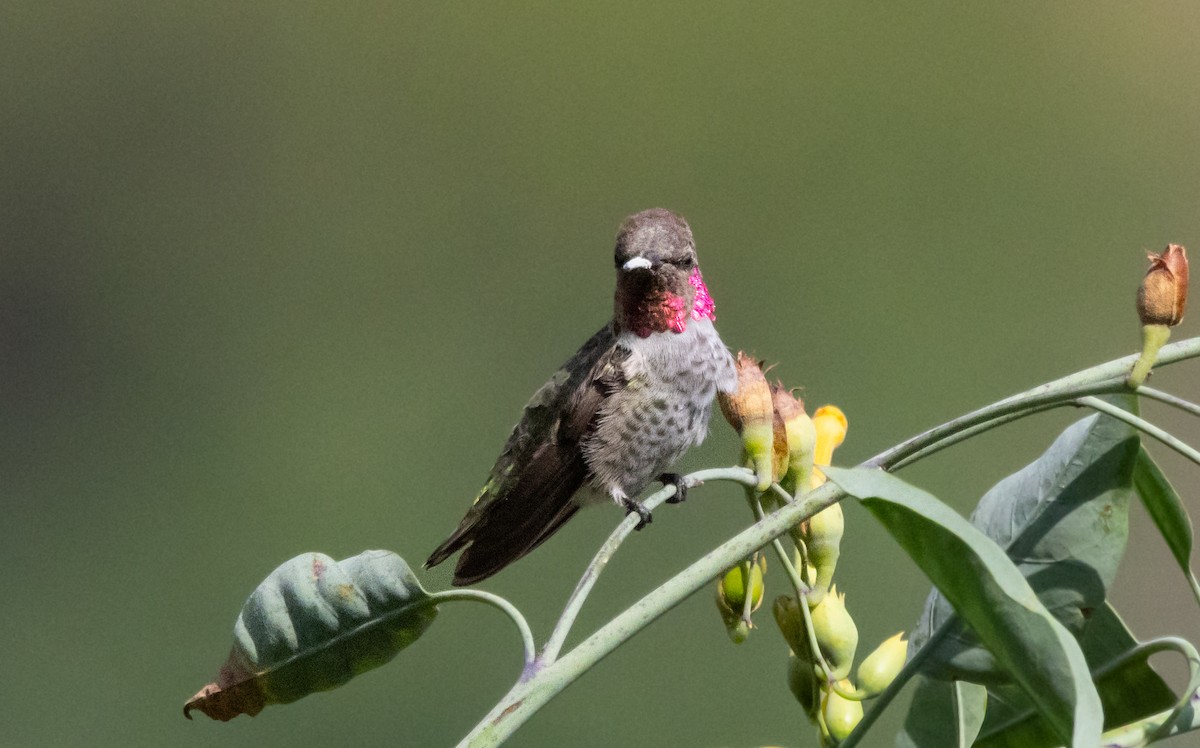 Anna's Hummingbird - ML621226417