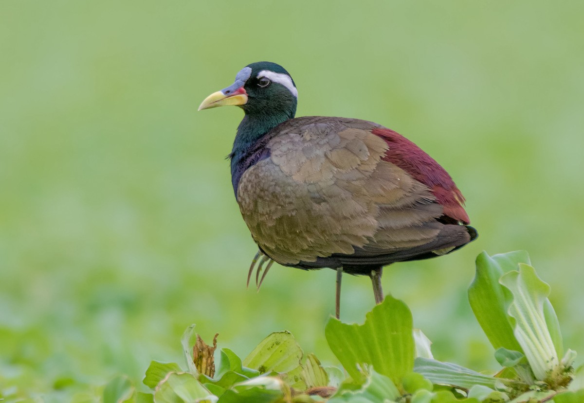 Bronze-winged Jacana - Shantanu Majumdar