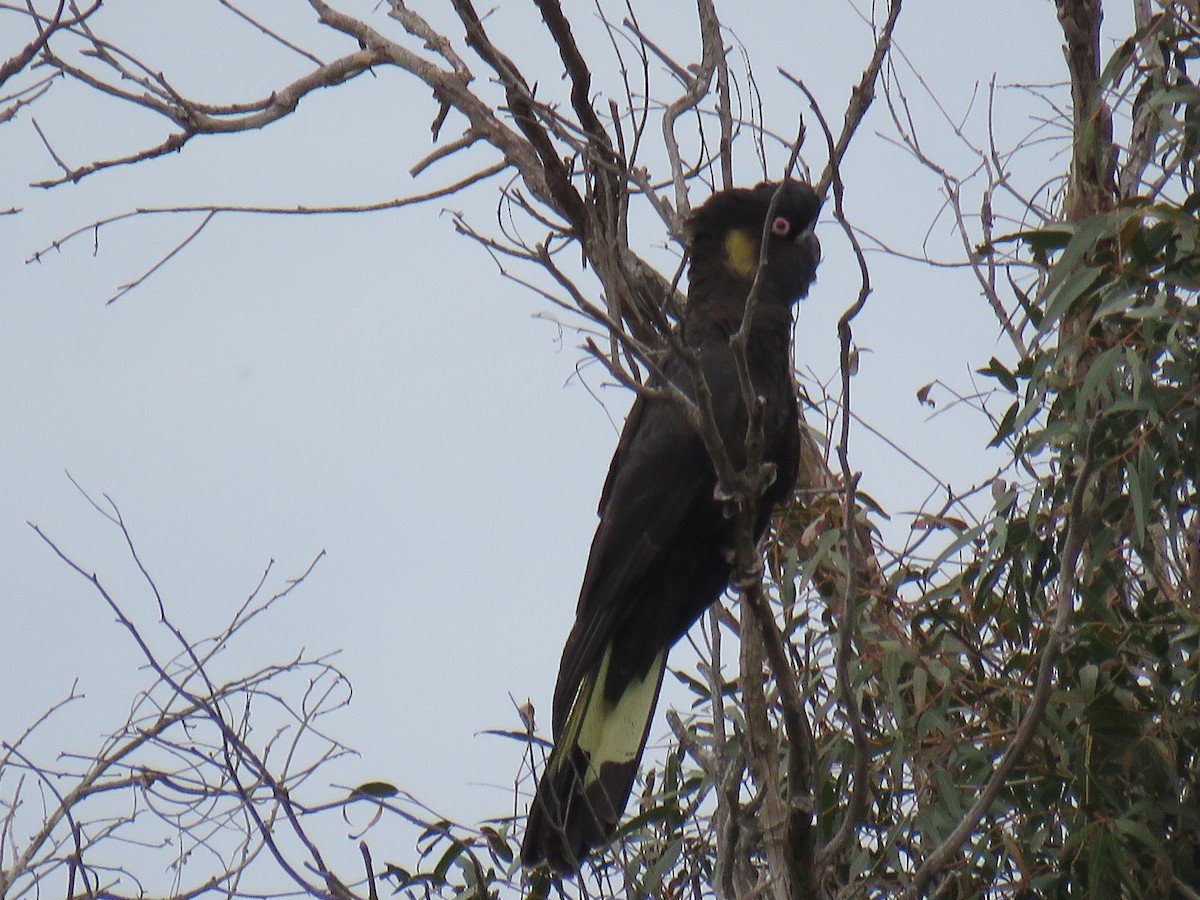 Yellow-tailed Black-Cockatoo - ML621226427