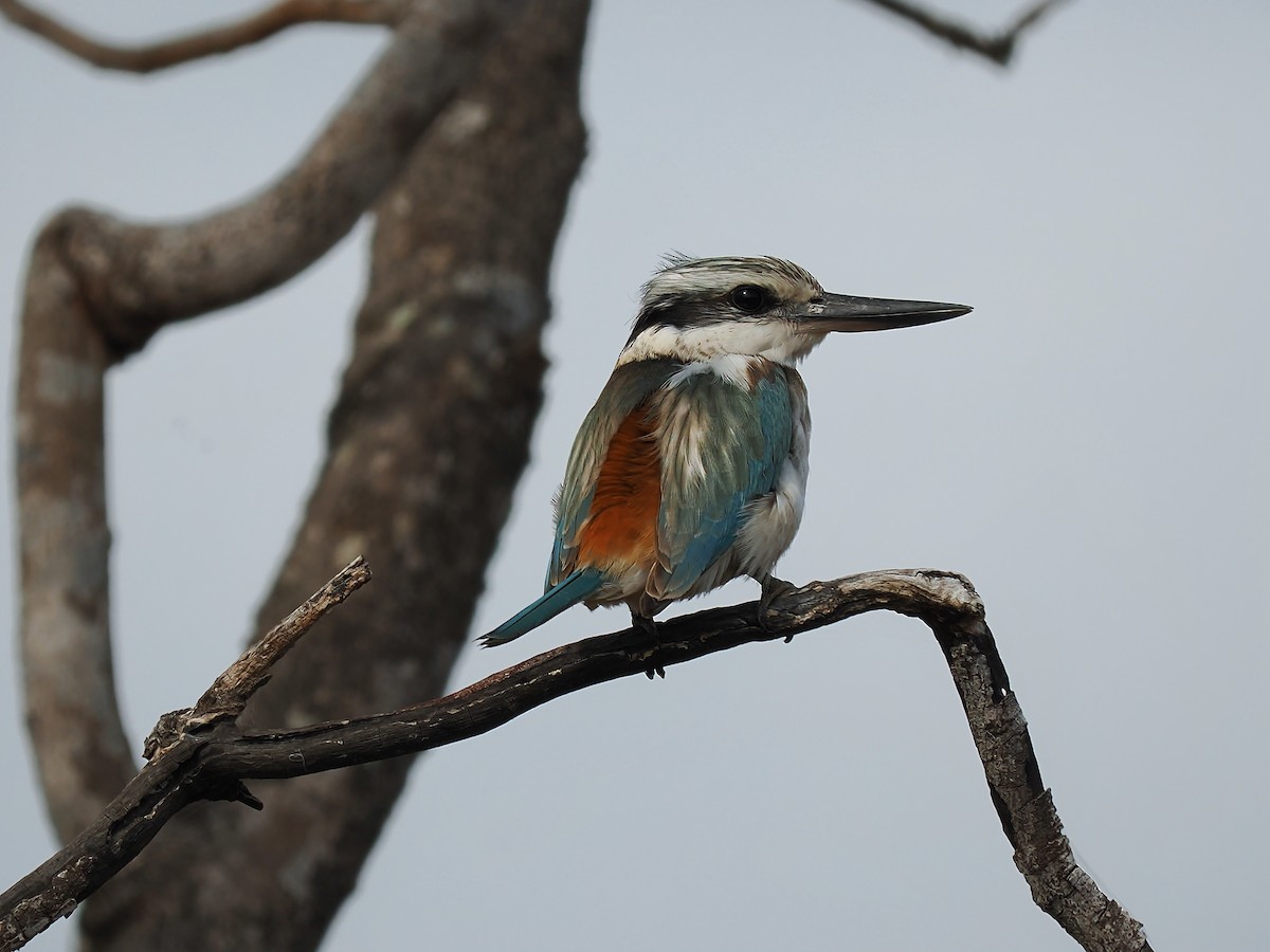Red-backed Kingfisher - ML621226428