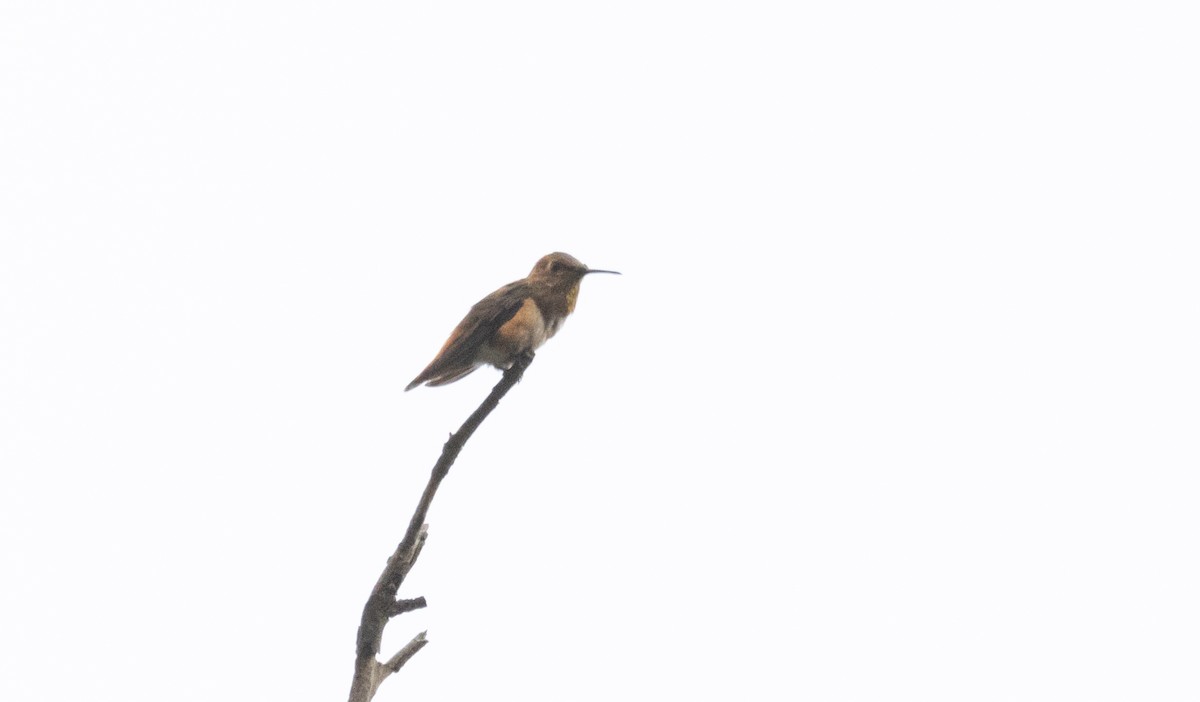 Allen's Hummingbird - ML621226430