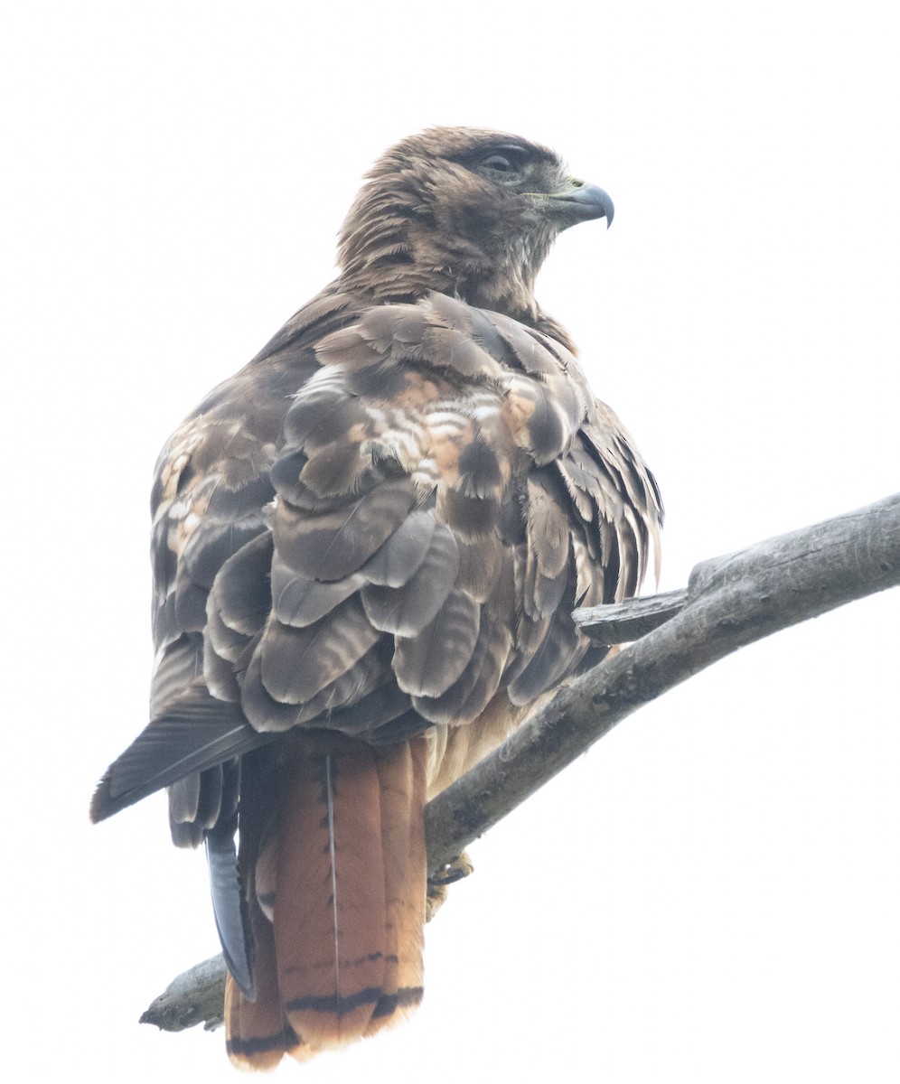Red-tailed Hawk - ML621226434