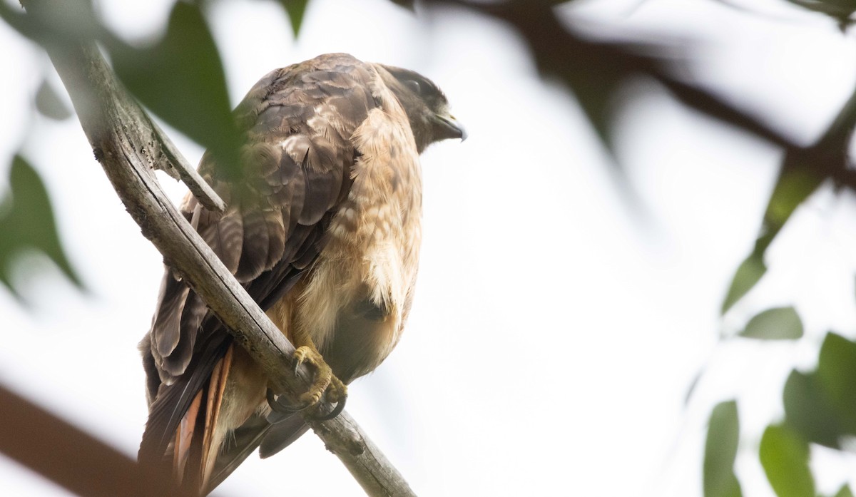 Red-tailed Hawk - ML621226435