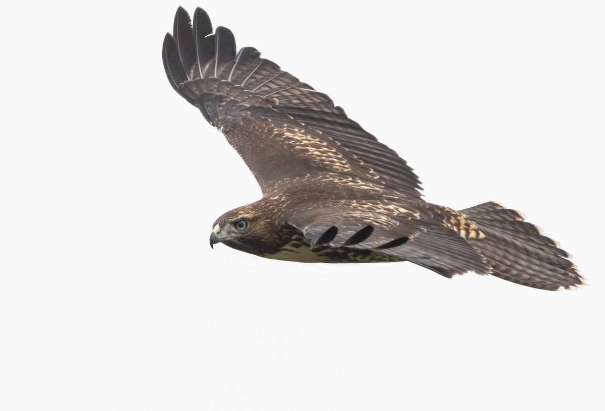 Red-tailed Hawk - ML621226443