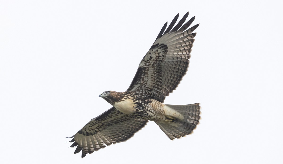 Red-tailed Hawk - ML621226445