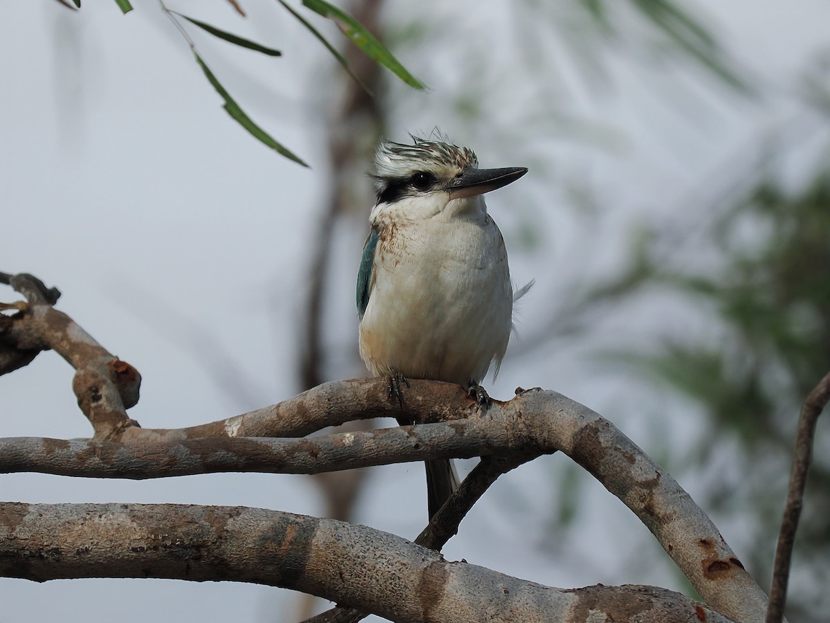 Red-backed Kingfisher - ML621226449
