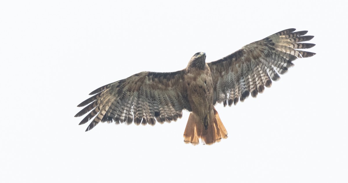 Red-tailed Hawk - ML621226450