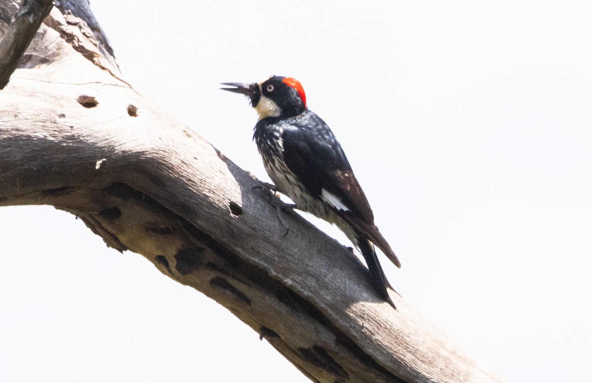 Acorn Woodpecker - ML621226453