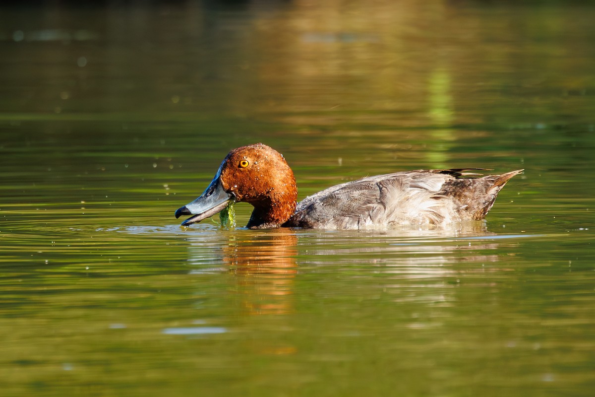 Redhead - ML621226456