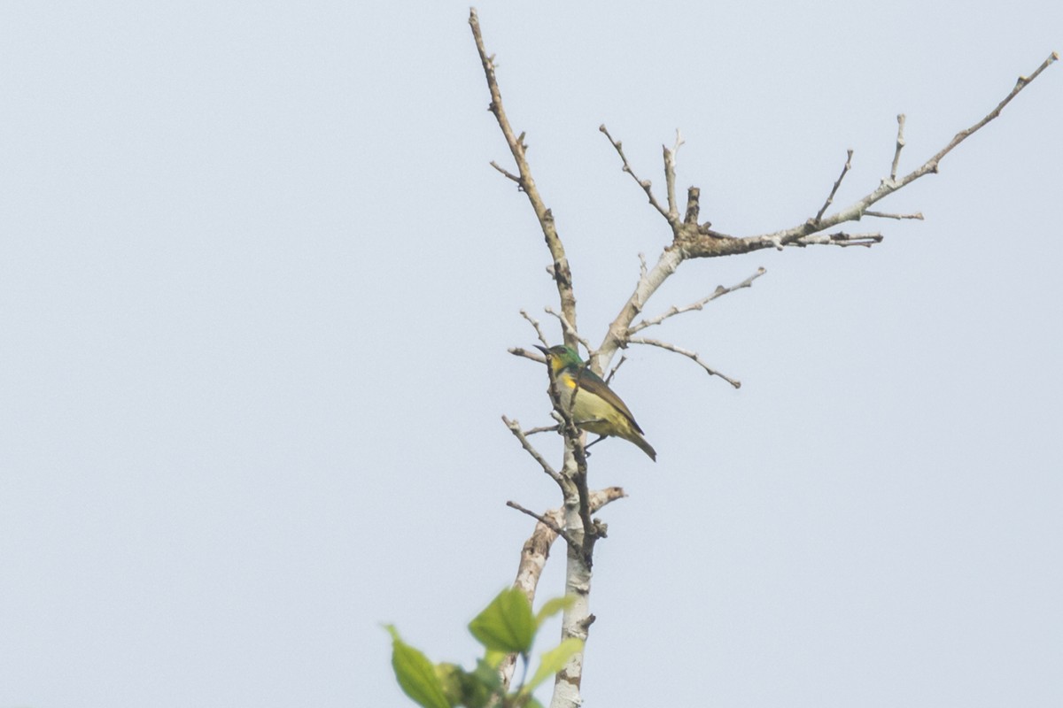 Green Sunbird (Yellow-throated) - ML621226472