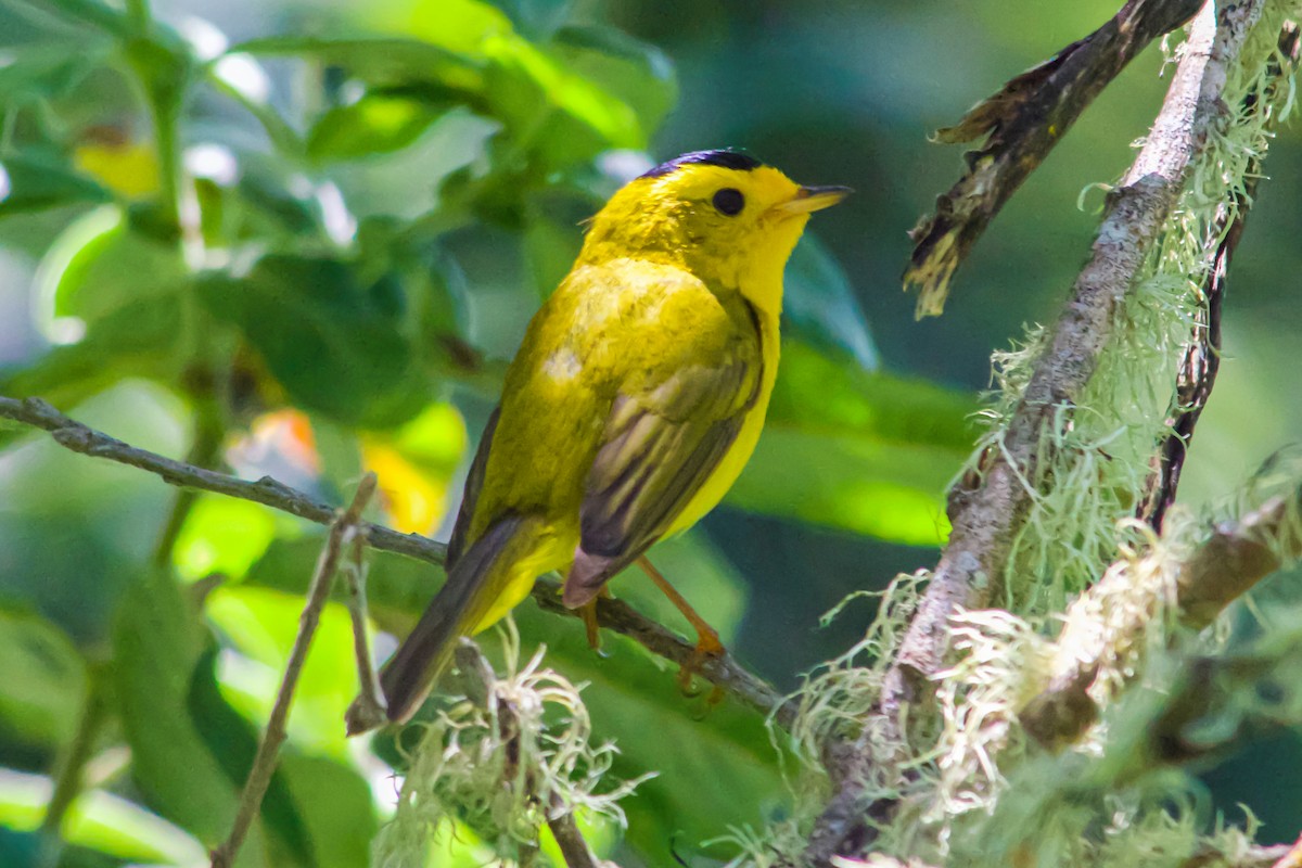 Wilson's Warbler - ML621226479