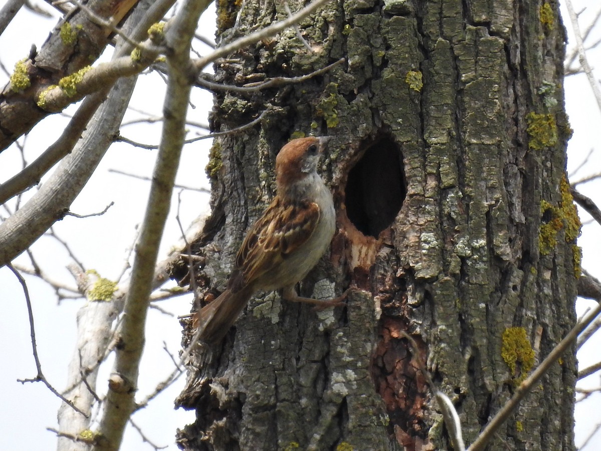 Eurasian Tree Sparrow - ML621226482