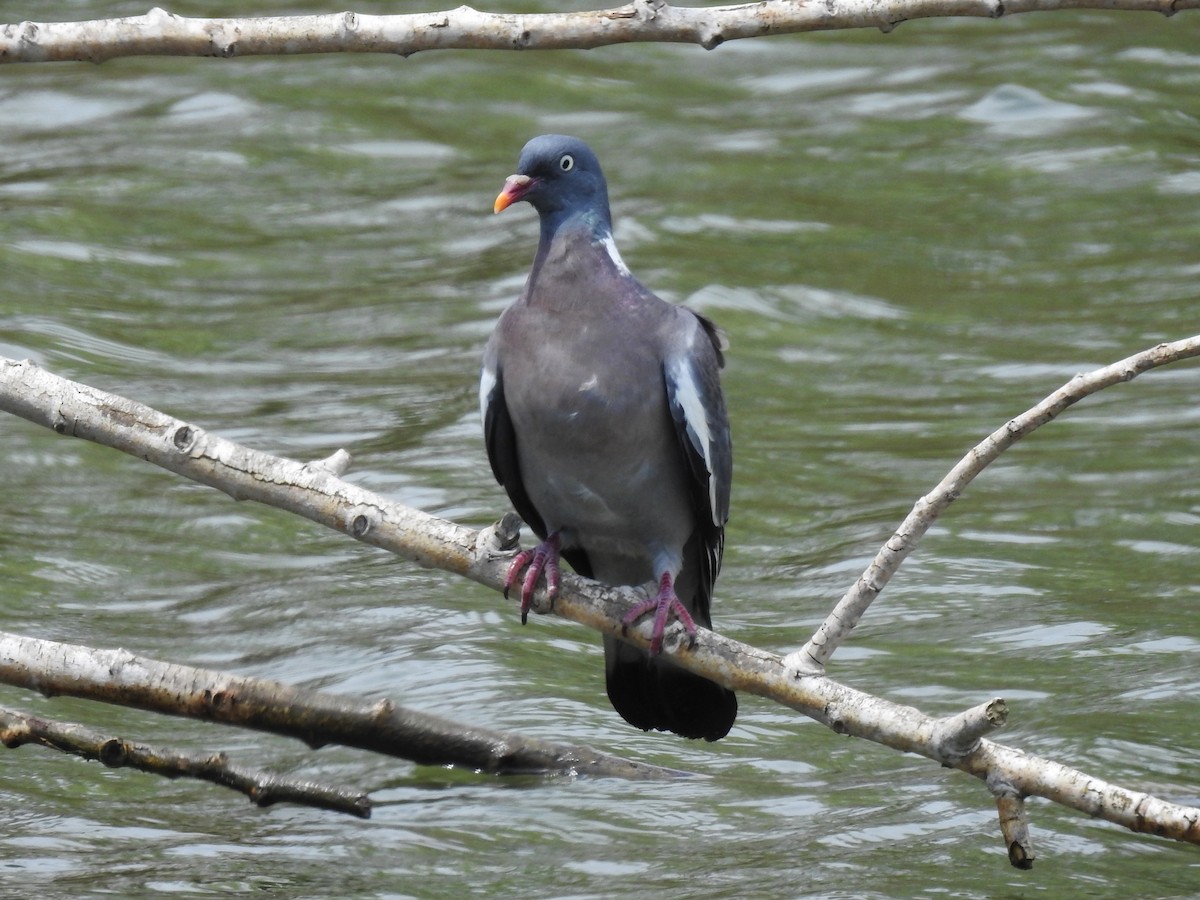 Common Wood-Pigeon - ML621226509