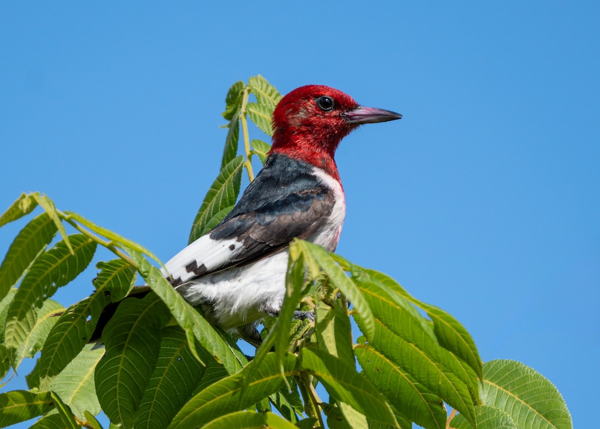 Red-headed Woodpecker - ML621226517