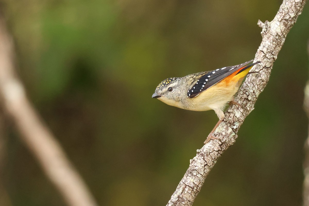 Spotted Pardalote (Spotted) - ML621226549