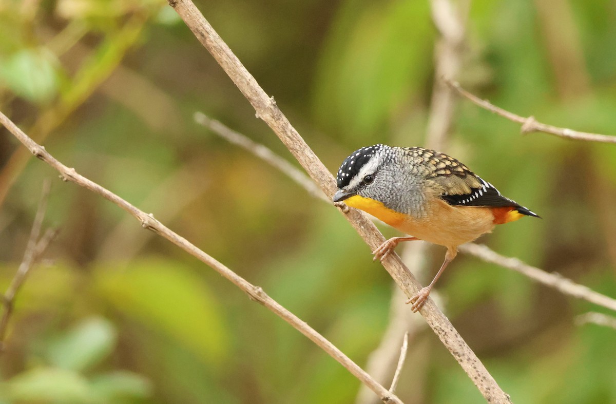 Spotted Pardalote (Spotted) - ML621226551