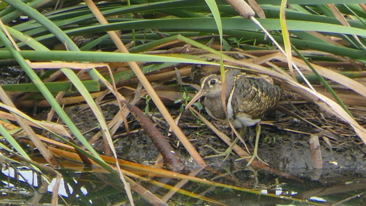 Greater Painted-Snipe - ML621226571
