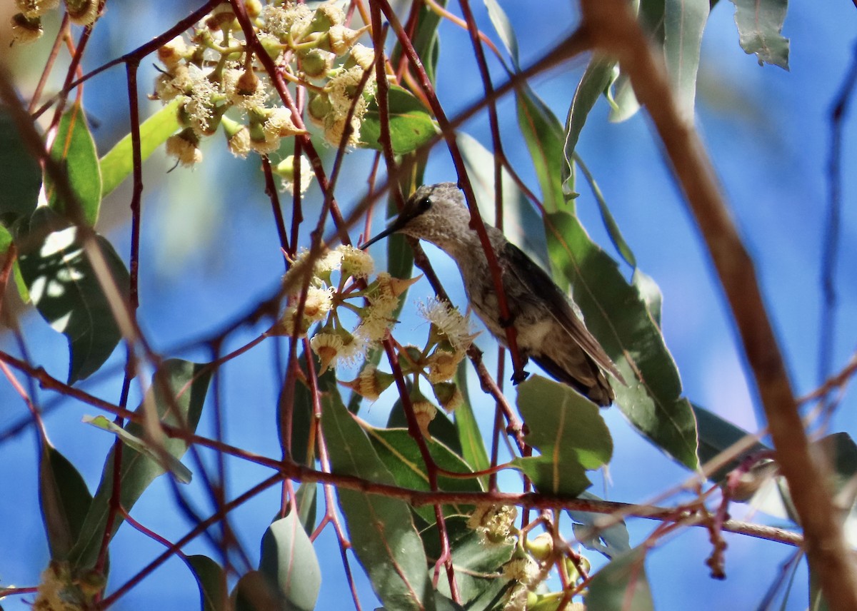 Anna's Hummingbird - ML621226578