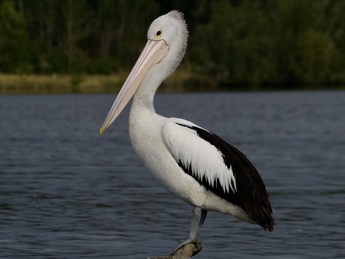 pelikán australský - ML621226587