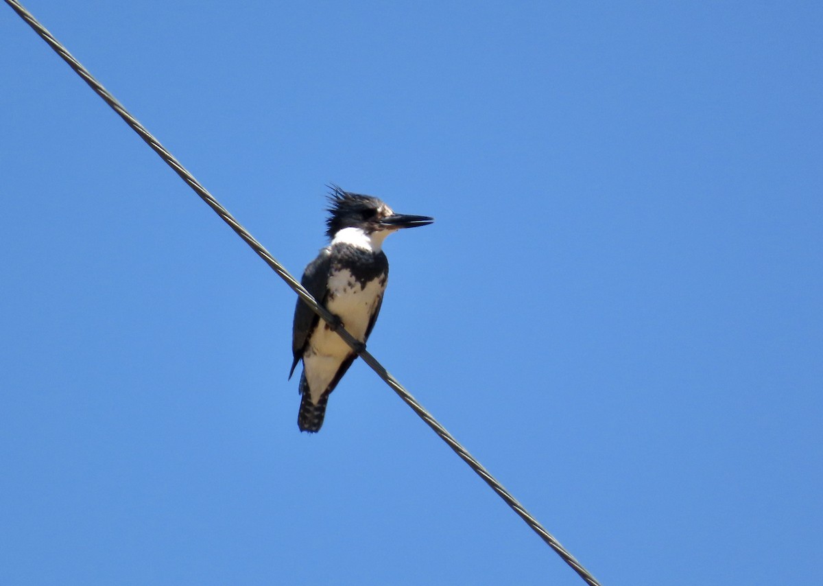 Belted Kingfisher - ML621226591