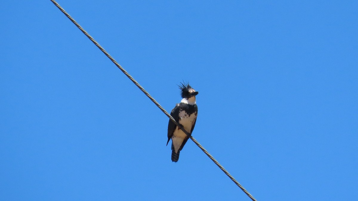 Belted Kingfisher - ML621226593