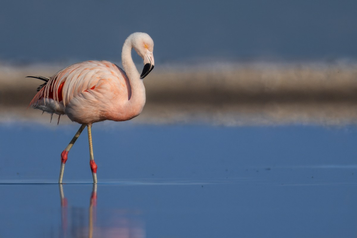 Chilean Flamingo - ML621226614