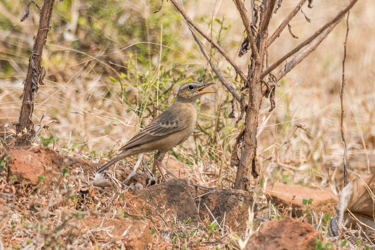 Long-billed Pipit (Burmese) - ML621226631