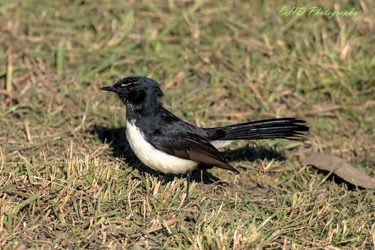 Willie-wagtail - ML621226665