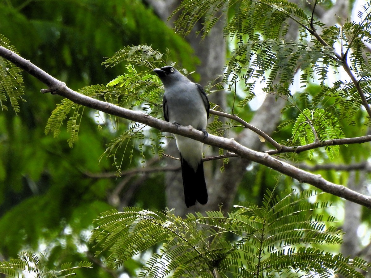 White-rumped Cuckooshrike - ML621226666