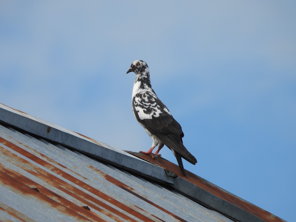 Сизый голубь (Одомашненного типа) - ML621226669