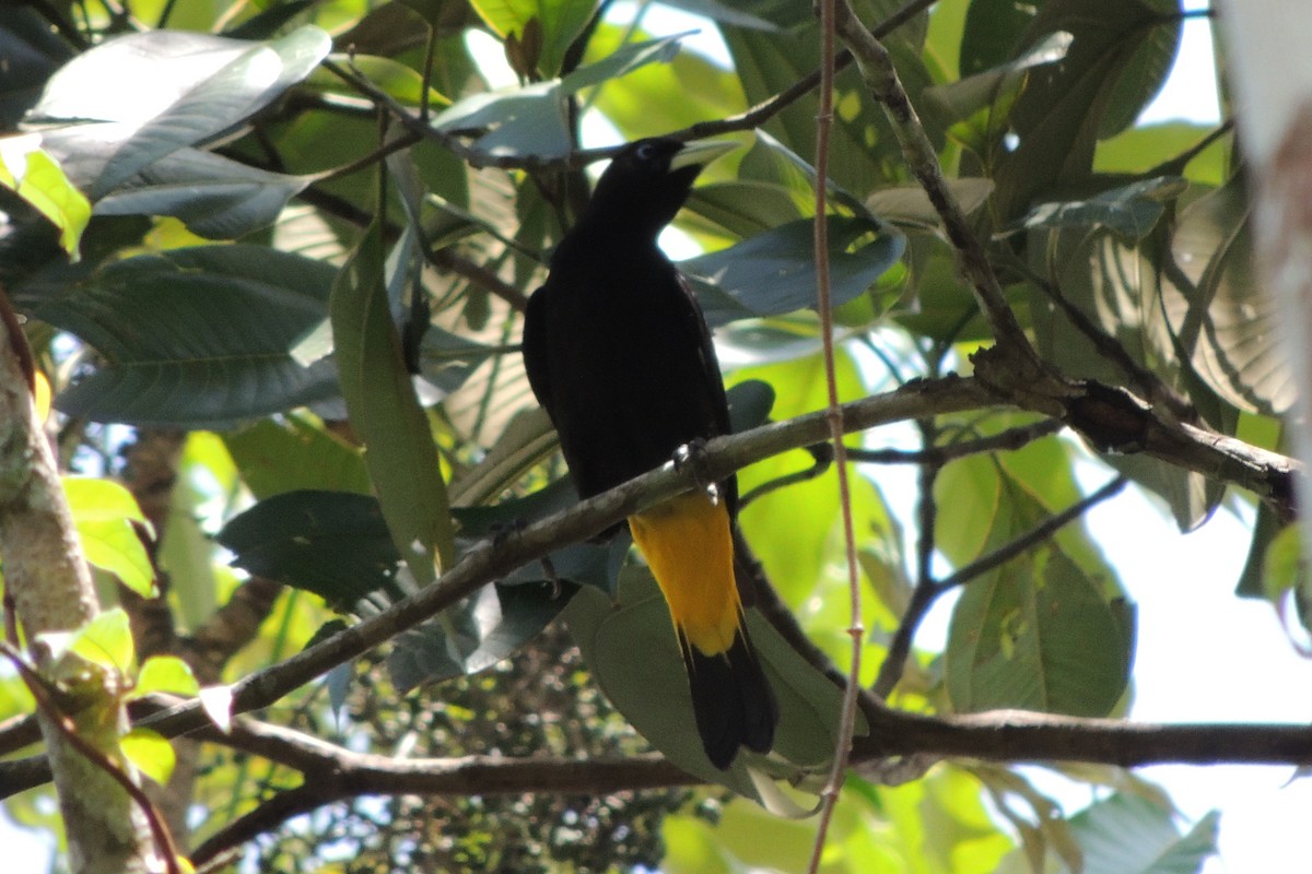 Yellow-rumped Cacique - ML621226673