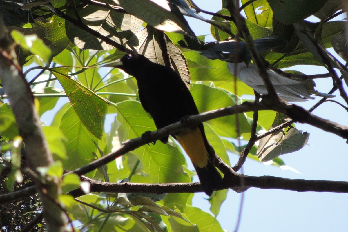 Yellow-rumped Cacique - ML621226674