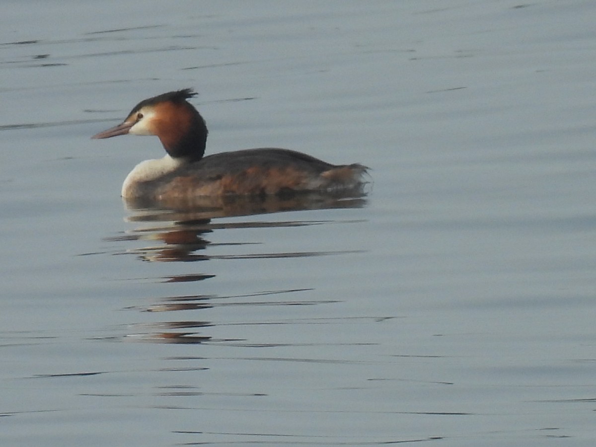Great Crested Grebe - ML621226676
