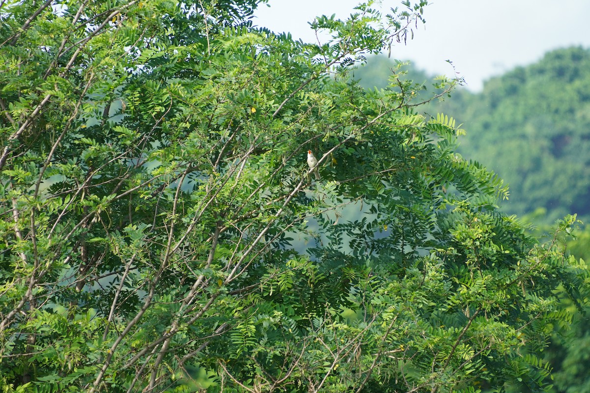 Oriental Reed Warbler - ML621226690