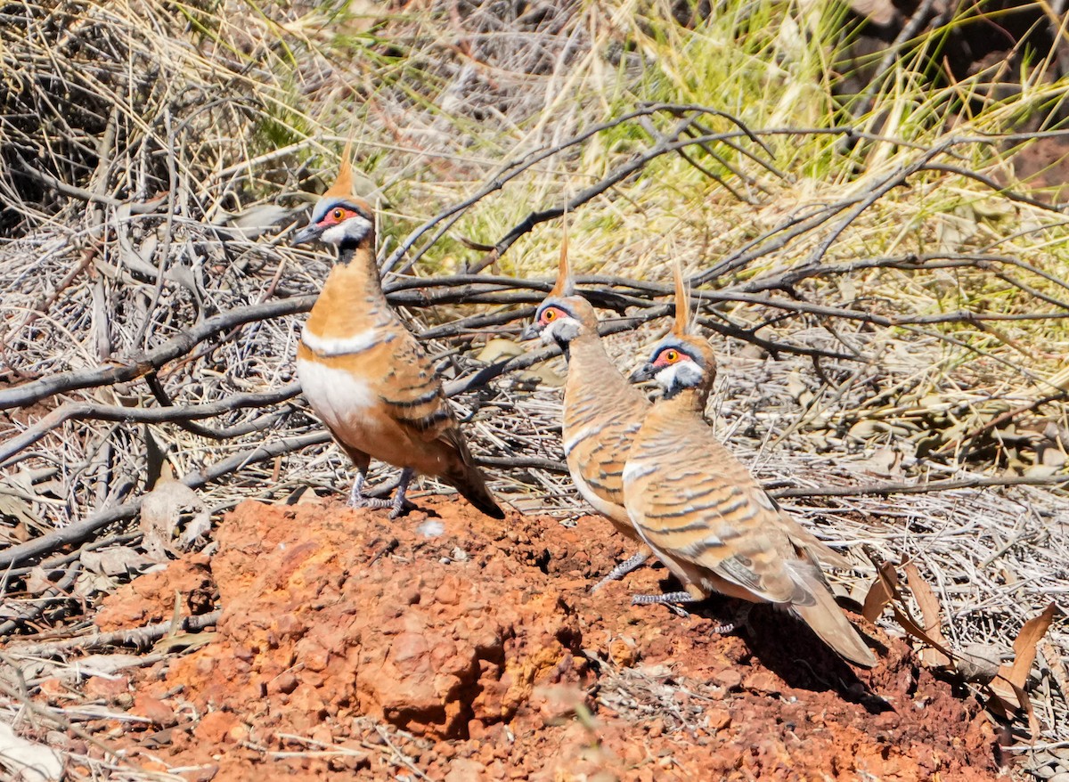 Spinifex Pigeon - ML621226692