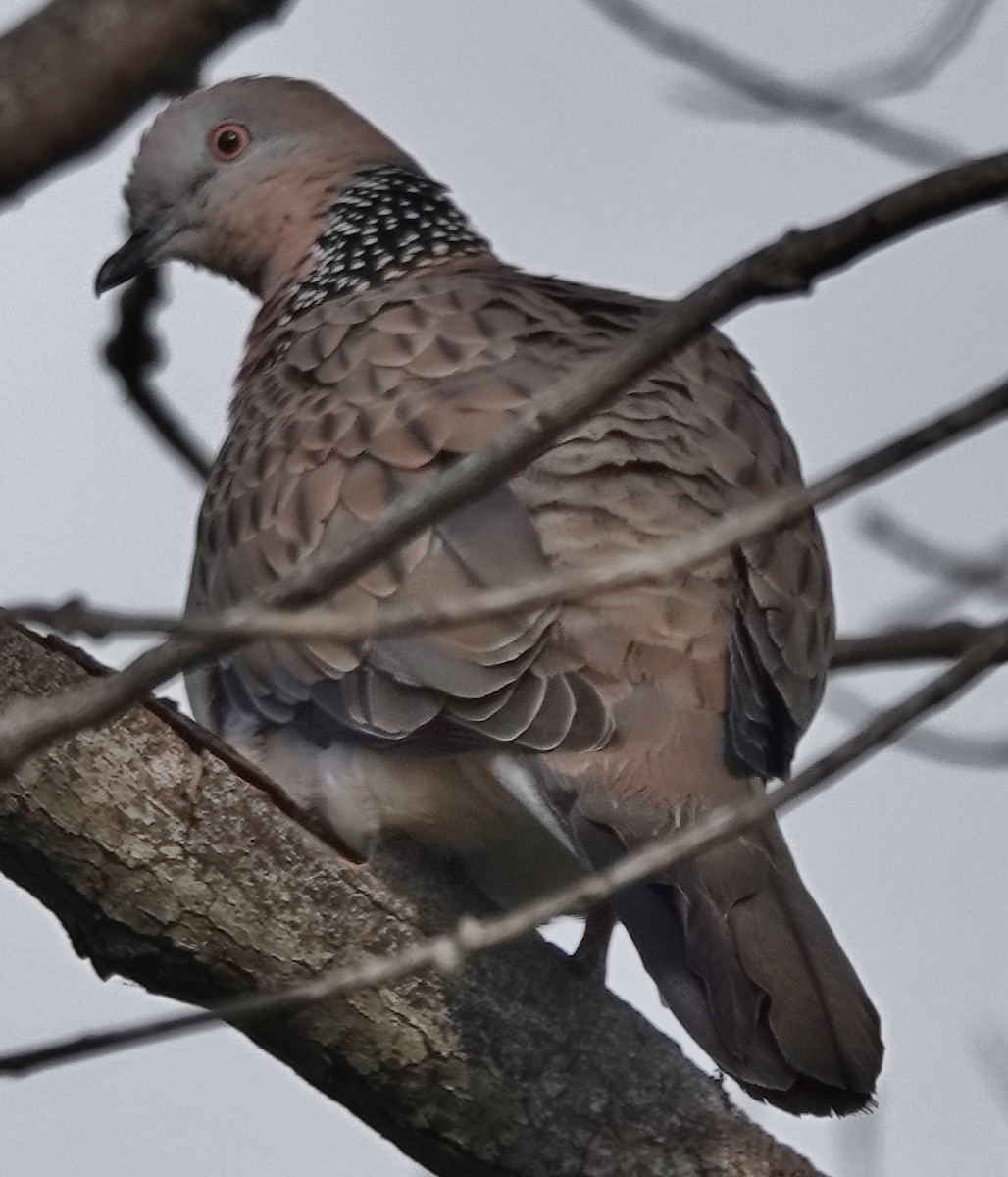 Spotted Dove - ML621226715