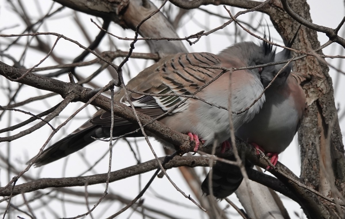 Crested Pigeon - ML621226716