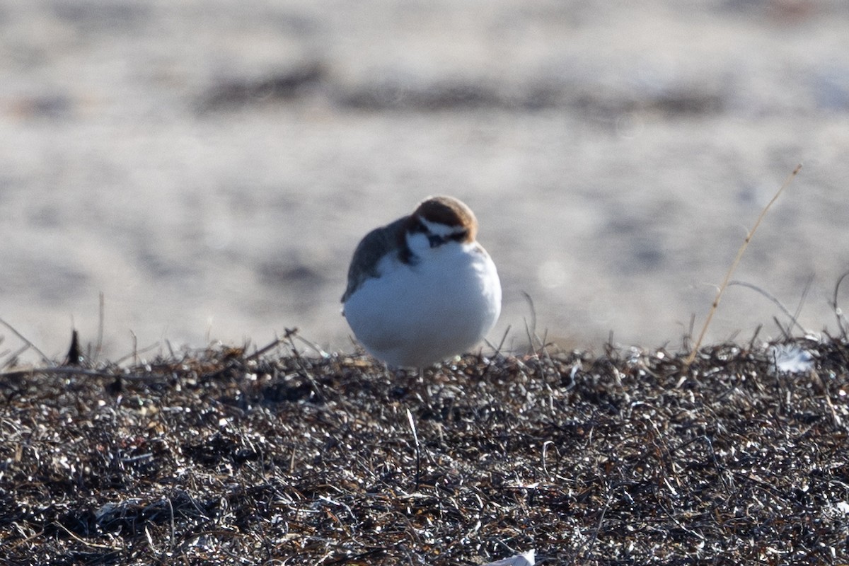 Red-capped Plover - ML621226760