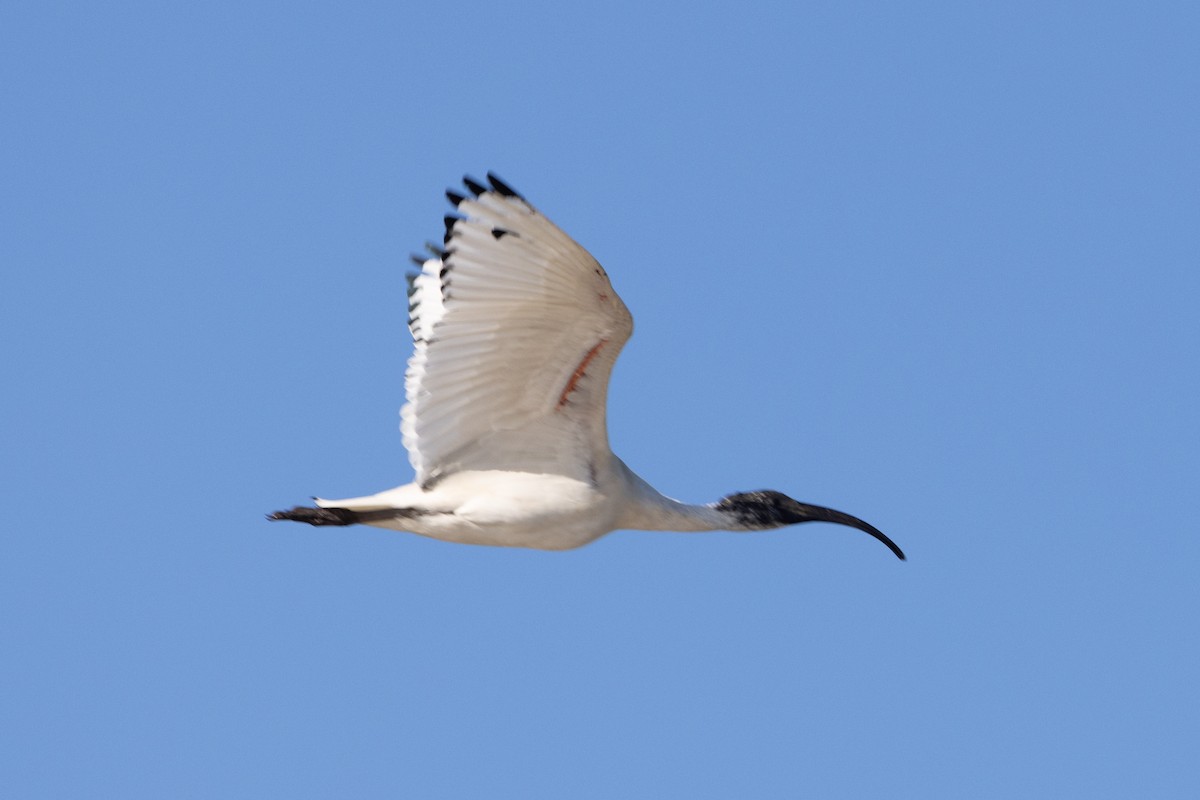 ibis australský - ML621226762