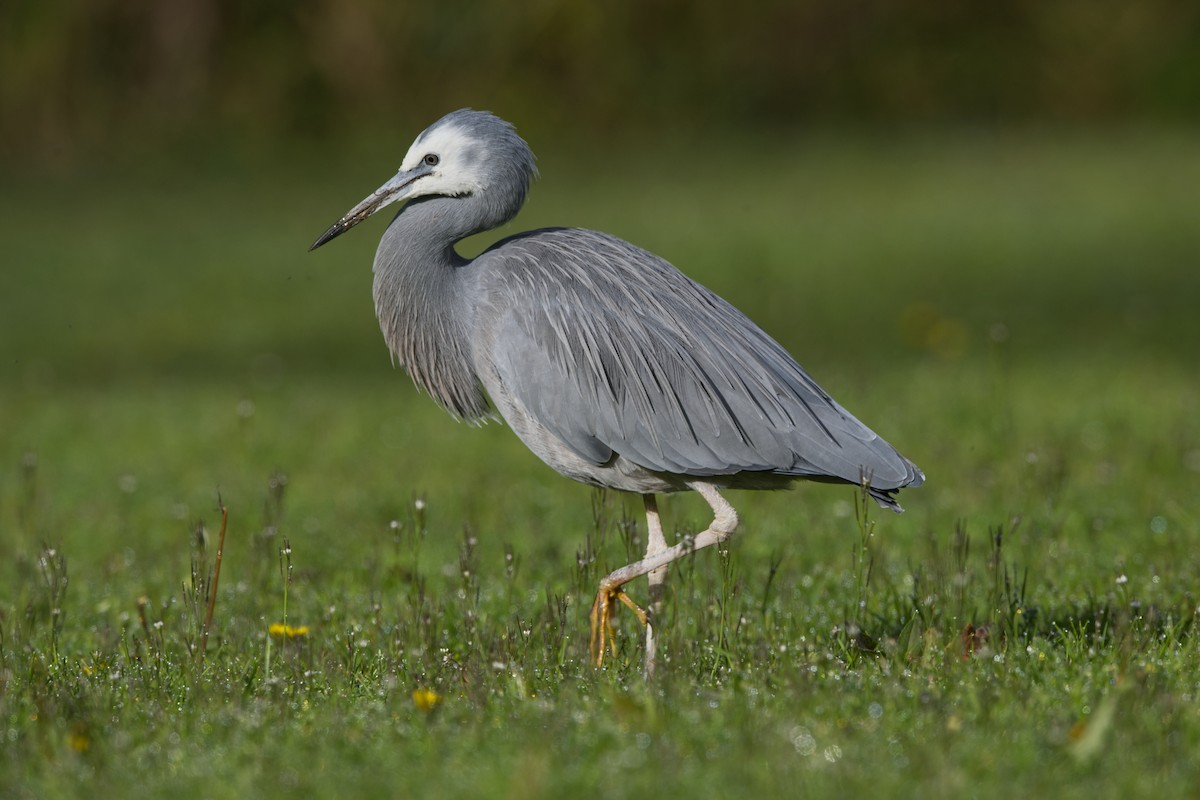 White-faced Heron - ML621226771