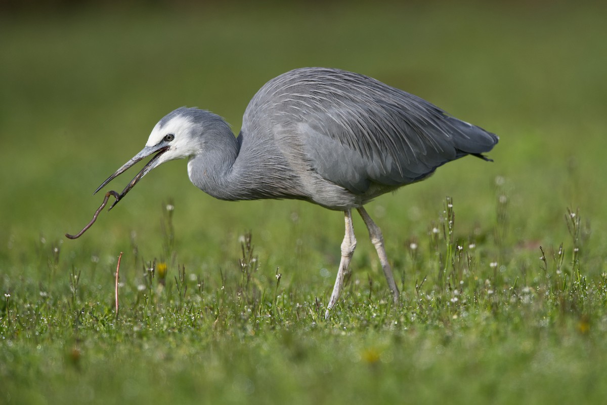 White-faced Heron - ML621226773