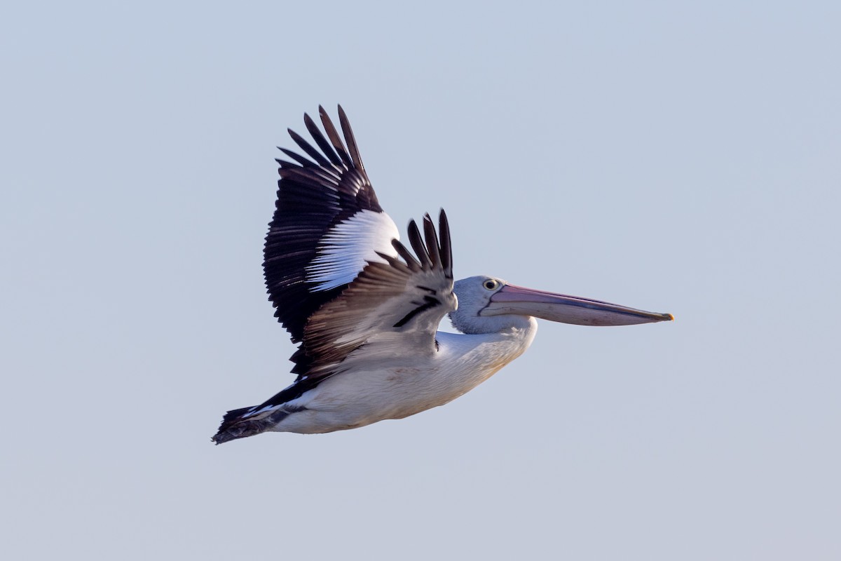 pelikán australský - ML621226774