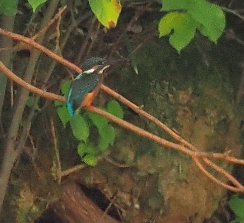 Common Kingfisher - ML621226809
