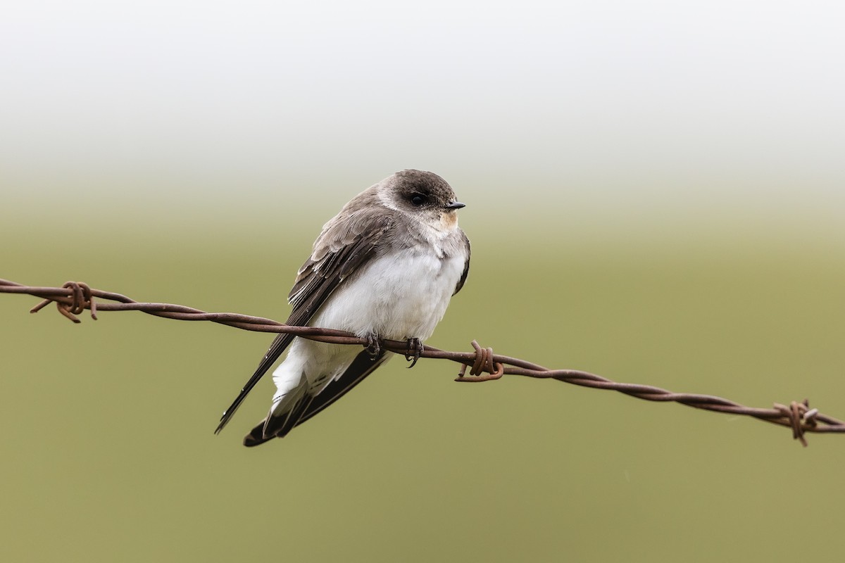 Pale Martin - Stefan Hirsch