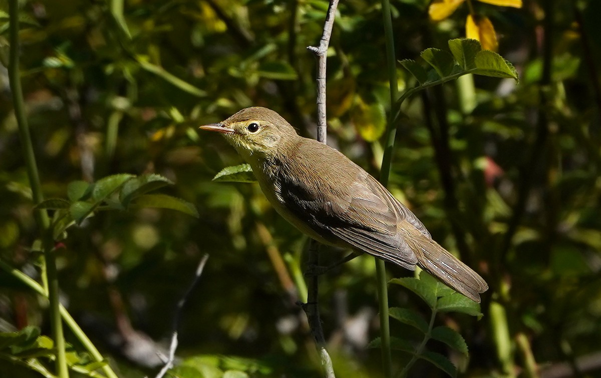 Melodious Warbler - ML621226836