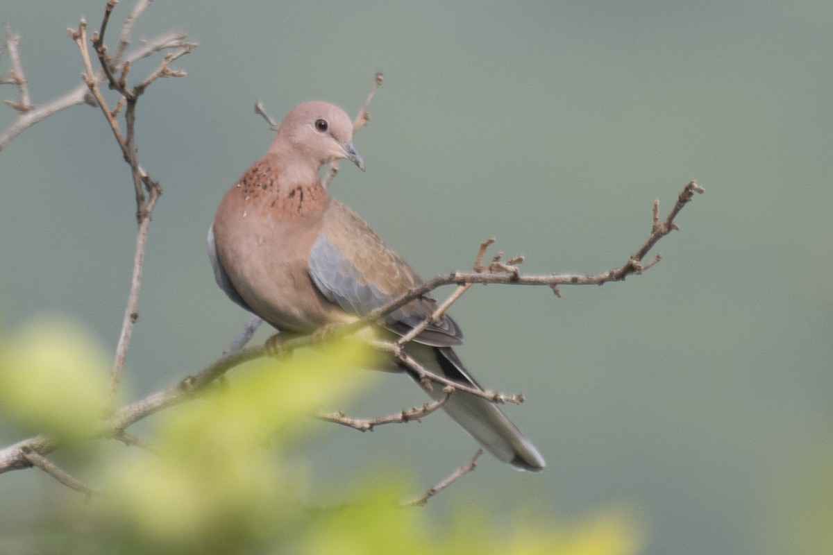 Laughing Dove - ML621226891